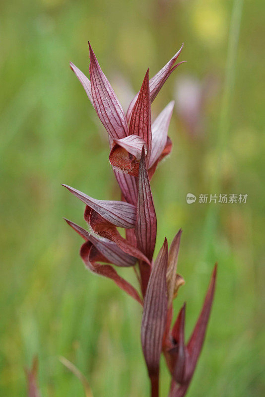 垂直特写的红色长唇舌兰，Serapias vomeracea
